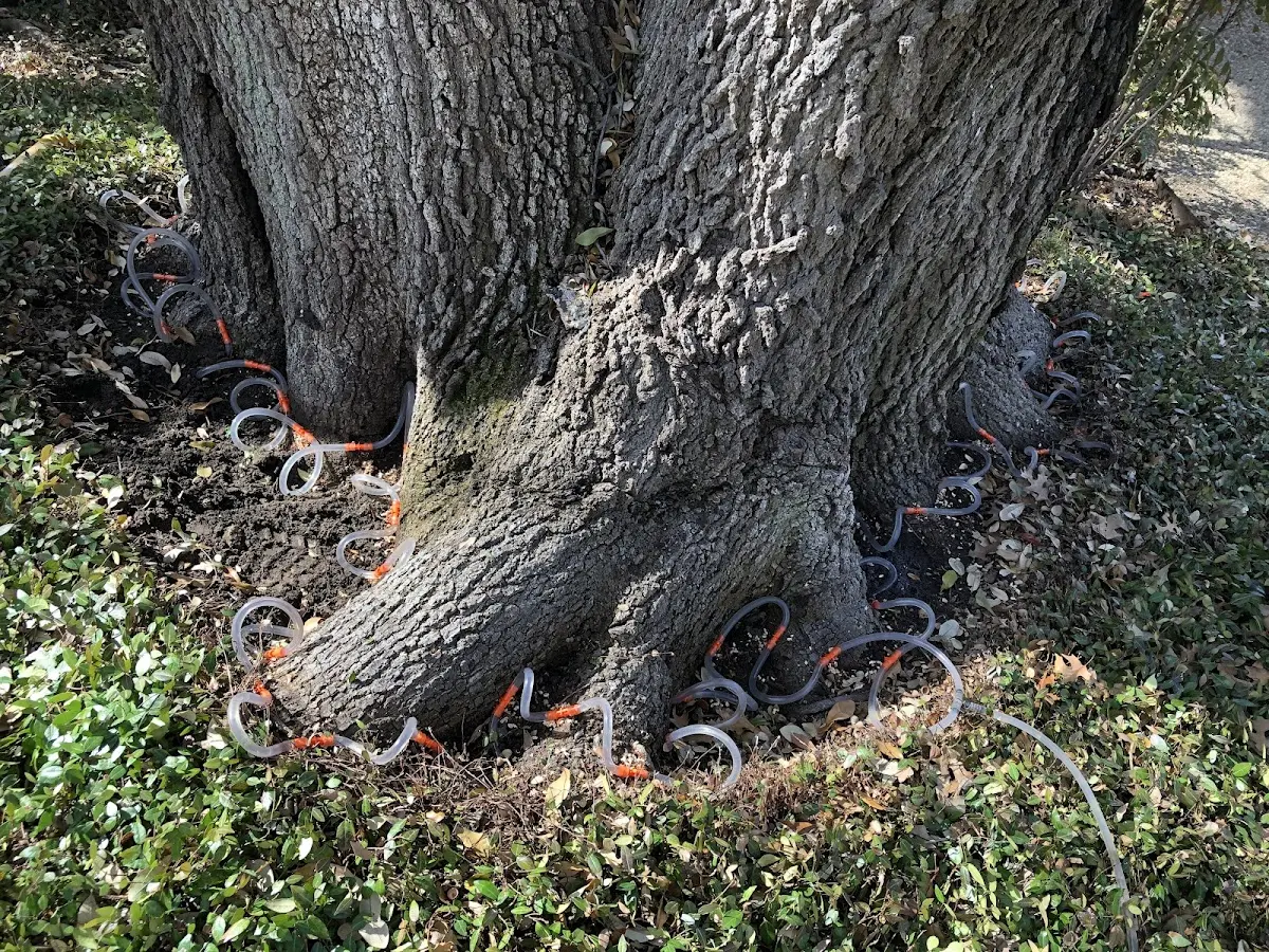Detailed Tree Cabling and Bracing job site in Seale